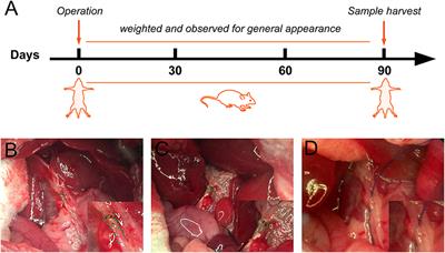 A Novel End-to-End Biliary-to-Biliary Anastomosis Technique for Iatrogenic Bile Duct Injury of Strasberg-Bismuth E1-4 Treatment: A Retrospective Study and in vivo Assessment